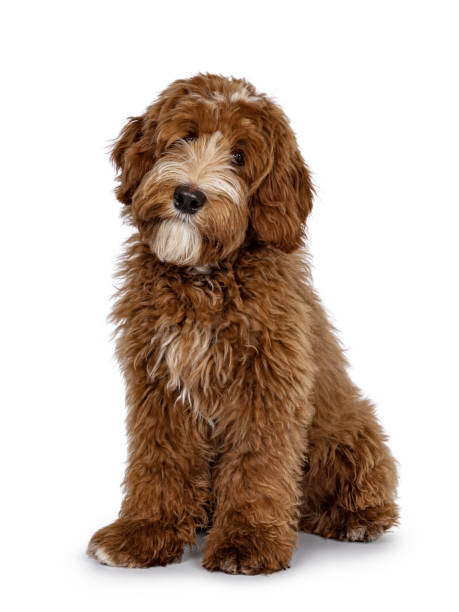 istock Red Labradoodle dog on white background 2206069995