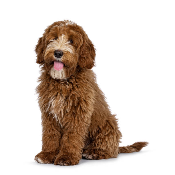 istock Red Labradoodle dog on white background 2206070027
