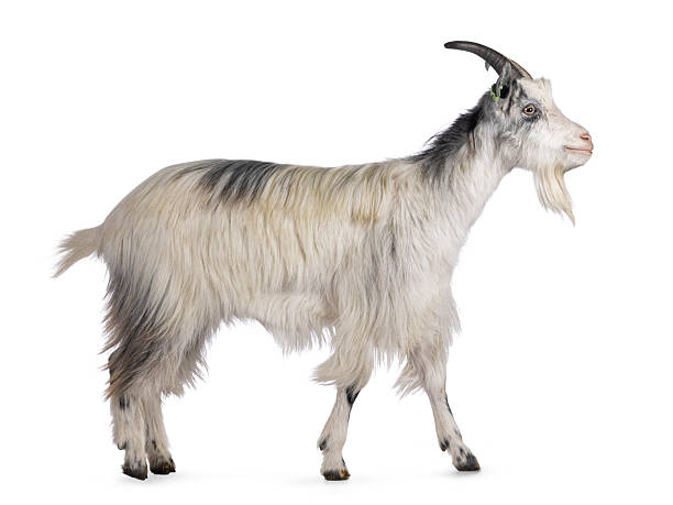 istock Dutch landrace goat on white background 2206070319