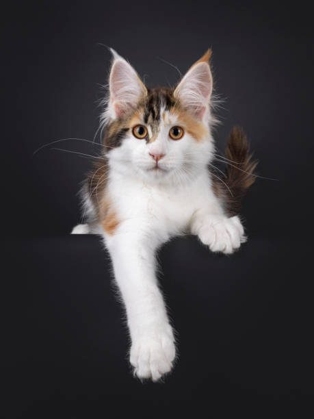istock Maine Coon cat kitten on black background 2206070754