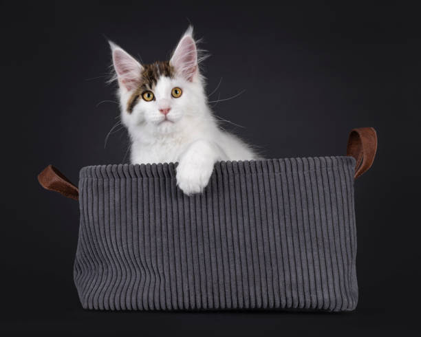 istock Maine Coon cat kitten on black background 2206070793