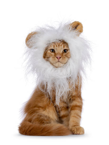 istock Maine Coon cat kitten on white background 2206071052