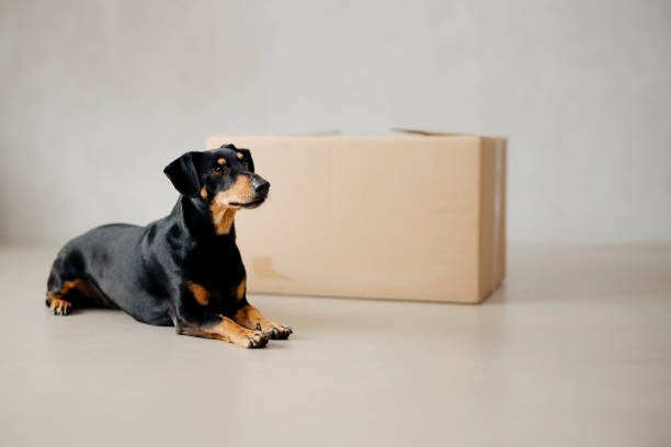 istock Dog is lying next to the box. 2206071060