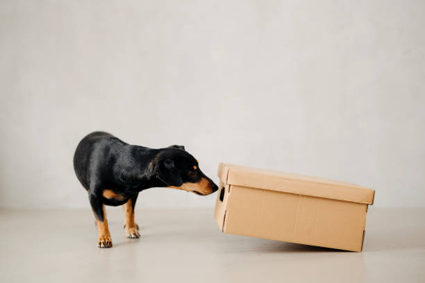istock Dog is standing next to the box. 2206071098