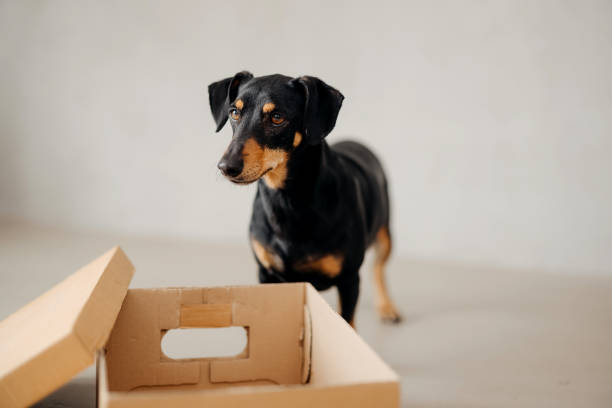 istock Dog is standing next to the box. 2206071108