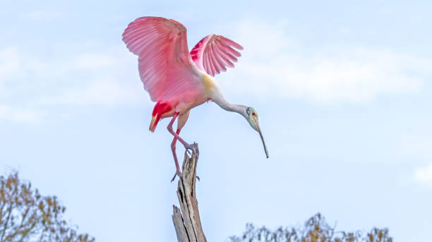 istock Roseate Spoonbill Taking Off in Flight on a Weathered Dead Tree Perch Against a Serene Sky Colorful Pink Wings and Feathers Flying Birds 2206074741