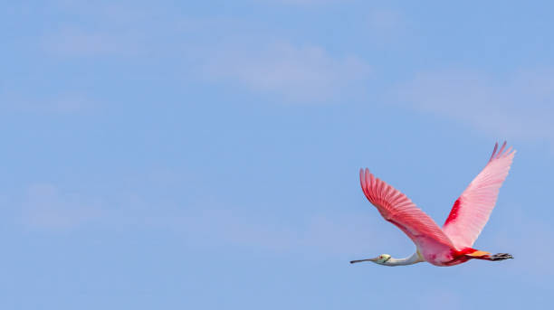 istock Roseate Spoonbill in Flight Against a Clear Blue Sky with Wings Spread Wide Pink Feathers Detail Wildlife Wetlands Wading Birds 2206074767