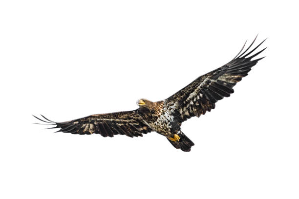 An immature bald eagle, wings spread wide open, isolated on a white background.