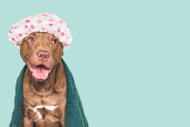 istock Cute dog, shower cap and towel 2206076190
