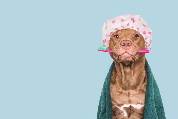 istock Cute dog, shower cap, toothbrush and towel 2206076215