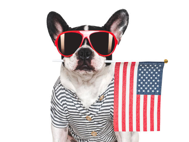 istock Charming puppy, sunglasses and American Flag. Studio shot 2206076977