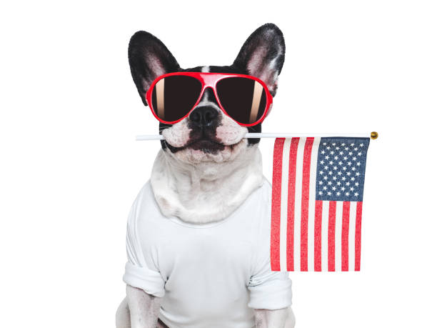istock Cute puppy and American Flag. Studio shot 2206076989