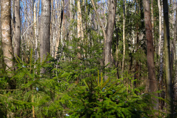 istock In the foreground, two young spruce trees with bright green needles are visible, contrasting with the brown tree trunks in the background. 2206080118