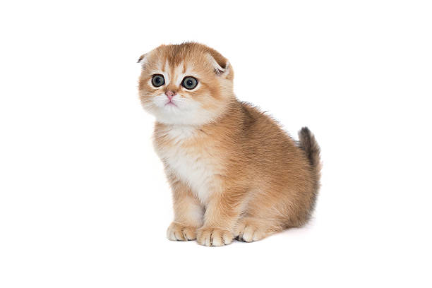 istock Scottish fold-eared kitten of red color 2206080203