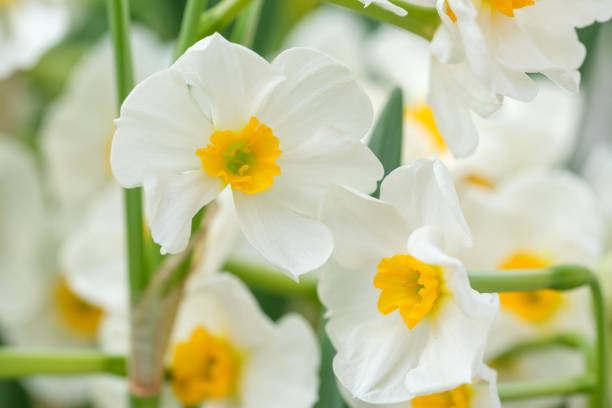 istock blooming white daffodils on a blurred green background 2206083700