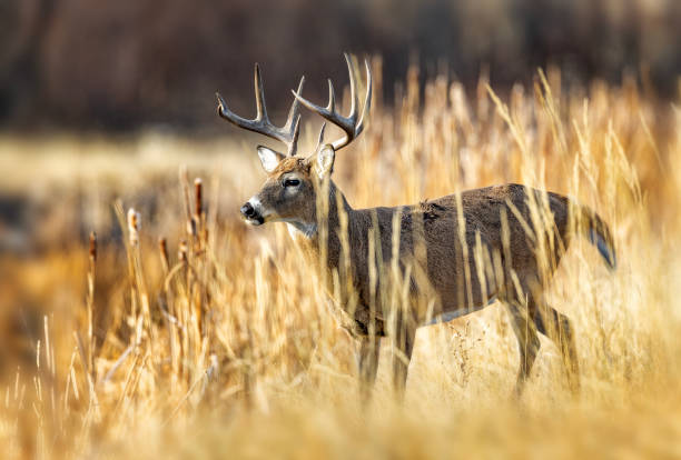istock White-tailed deer buck during the fall deer rut in Colorado. 2206089080