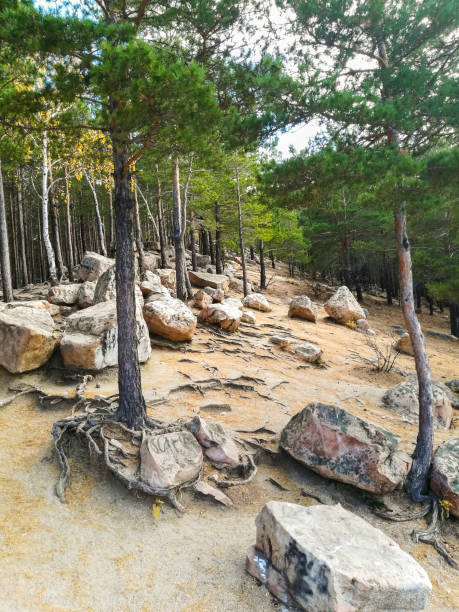 istock forest landscape with pine trees growing on a rocky hillside 2206089183