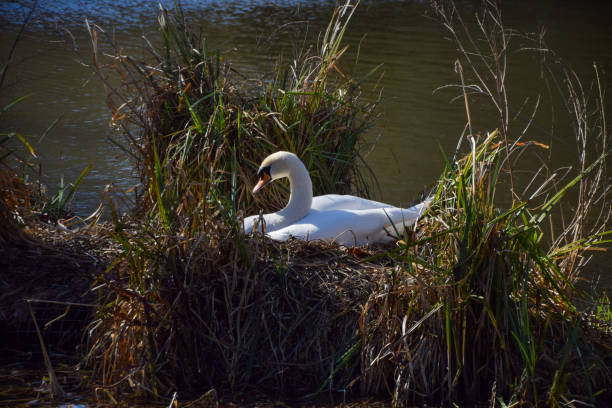 Swan family with five young swans on their nest in the lake.