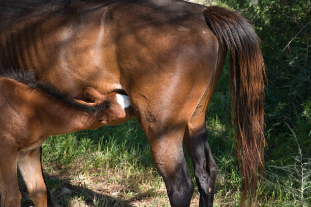 A Tender Moment in Nature: A Foal Nursing from Its Mother in the Tranquil Countryside