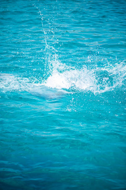 infrared photo of dolphin swimming in front of palm trees in the bahamas