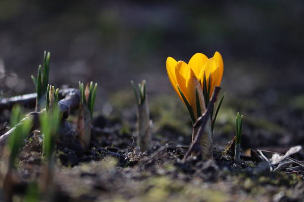 istock Yellow Crocus chrysanthus flower in spring garden 2206091100