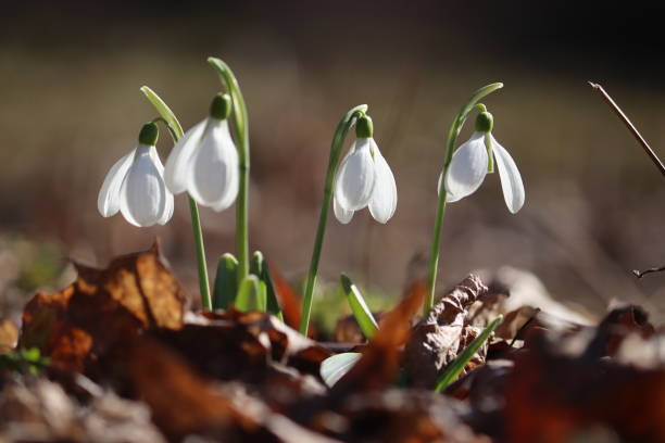 istock Flowering white pleated snowdrop (Galanthus plicatus) plants in spring garden 2206091288
