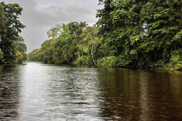 The photograph captures a serene Boca de Toro waterway meandering through a lush, tropical rainforest. The calm, reflective surface of the water mirrors the dense greenery on either side, creating a striking sense of symmetry and depth. The water appears dark, likely tinted by tannins from decaying vegetation, enhancing the sense of mystery and tranquility.\nTowering trees, heavily draped in vines and epiphytes, line both banks, forming a natural corridor that leads the eye into the distance. The vibrant green foliage contrasts with the soft, overcast sky above, which diffuses sunlight evenly across the scene, bringing out the rich textures of leaves and branches. Some of the trees lean slightly over the water, their roots dipping into the surface, reinforcing the untamed and immersive nature of the rainforest environment.\nIn the background, the waterway continues into the distance, gradually narrowing and vanishing into the dense vegetation. The stillness of the water suggests an undisturbed ecosystem, possibly home to a variety of wildlife, from exotic birds to aquatic creatures hidden beneath the surface. The atmosphere is peaceful yet full of life, capturing the essence of a pristine jungle river, in the Boca de Toro, Central America.