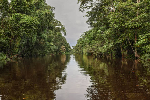 istock Tranquil Boca de Toro Jungle Waterway: A Passage Through Lush Rainforest 2206092514