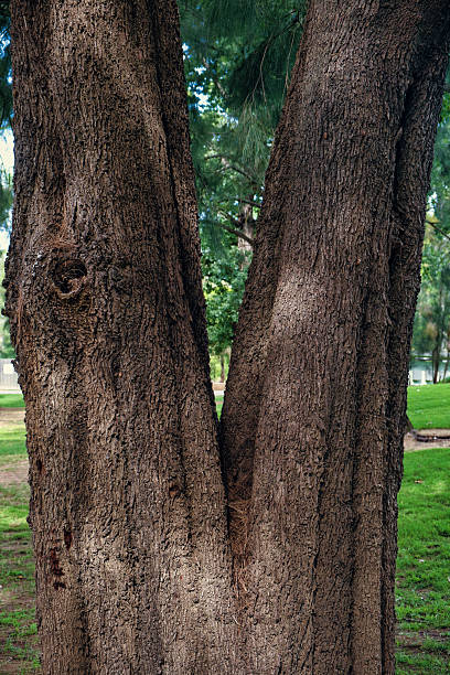 istock Tree trunk in the shape of the letter V 2206093382
