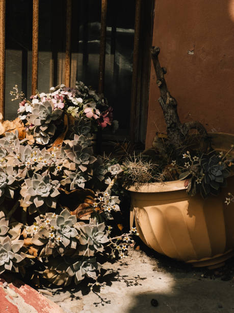 Potted succulent plants thriving next to window, soaking up sunlight and highlighting striking contrast between vibrant nature and urban decay. Succulent plants and weathered architectural textures plantas suculentas en macetas que prosperan junto a la ventana, absorbiendo la luz del sol y resaltando el sorprendente contraste entre la naturaleza vibrante y la decadencia urbana. plantas suculentas y texturas arquitectónicas desgastadas