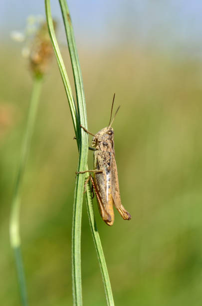 istock Grasshopper on a green plant stem, natural habitat 2206094406
