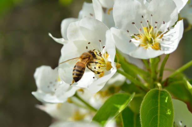Honey bee on pear blossom, spring nature scene.