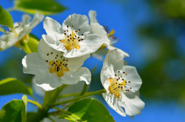 White spring blossoms with blurred green and blue background.