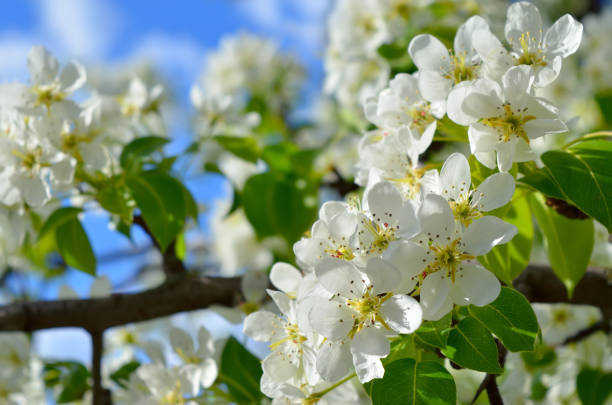 istock White spring blossoms with blurred green and blue background 2206094537