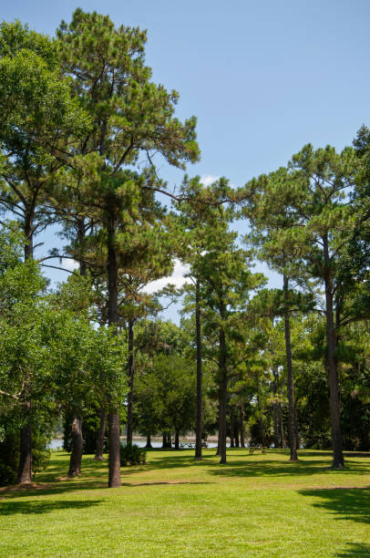 istock A park is a designated outdoor space designed for recreation, relaxation, and community gatherings. 2206096136