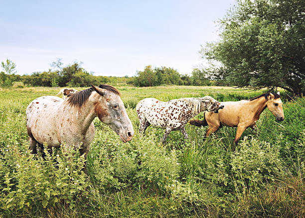 Horses grazing on grassland under blue sky and white clouds. High quality photo
