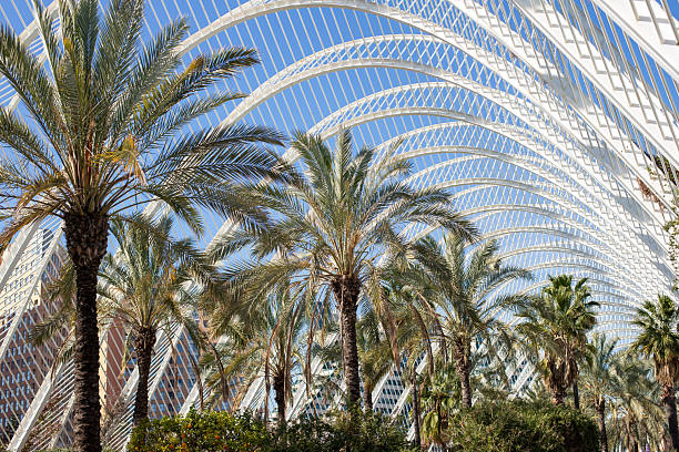 top of palm trees in the park