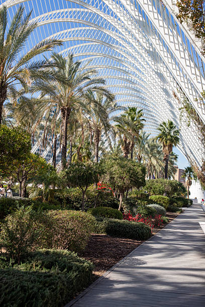 istock palm trees in the park. valencia spain 2206098664