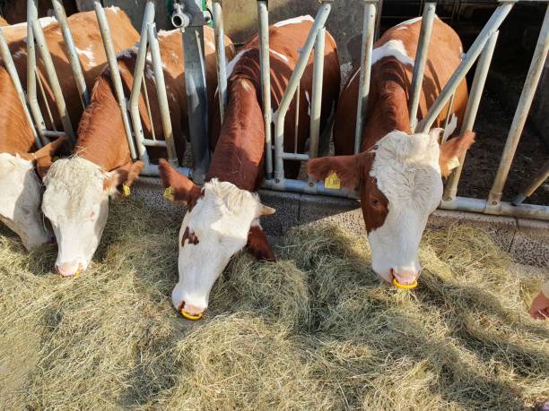 istock Dairy cows eat fresh hay 2206098684