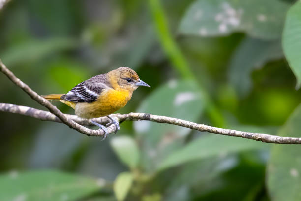 istock The Baltimore oriole, Icterus galbula, is a small icterid blackbird 2206099395