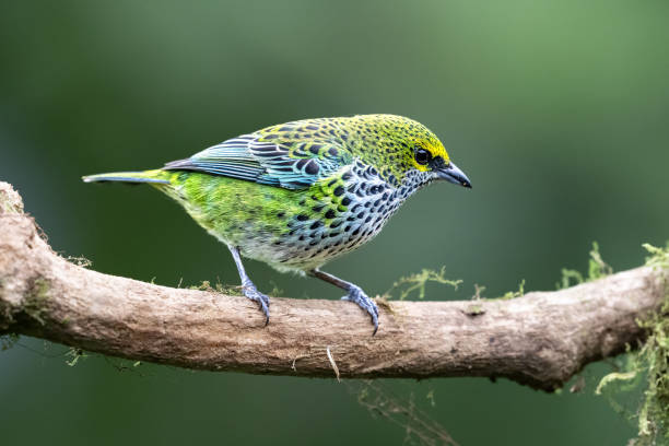 istock The speckled tanager, Ixothraupis guttata, is a medium-sized passerine bird. 2206099907