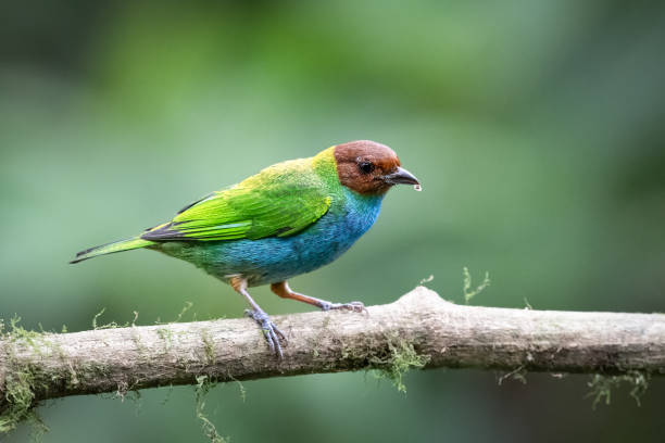 istock The bay-headed tanager, Tangara gyrola, is a medium-sized passerine bird. 2206100009