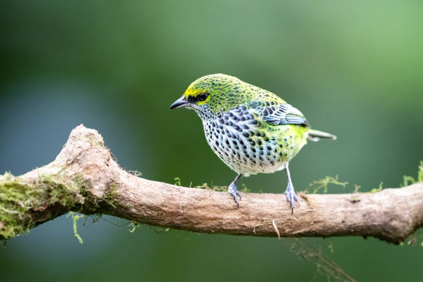 istock The speckled tanager, Ixothraupis guttata, is a medium-sized passerine bird. 2206100737