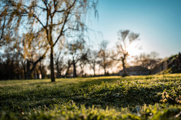 Peaceful grassy area with sun shining through the trees, evoking tranquility and natural beauty.