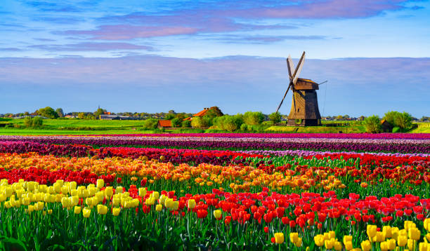 Multi Coloured Tulip Fields and Dutch Windmill under a Partially Clouded Blue Sky