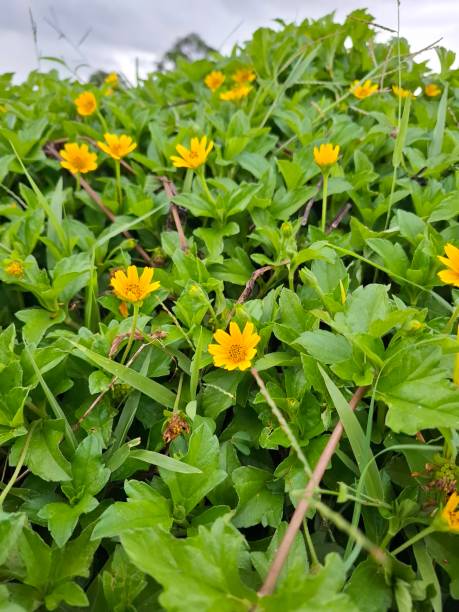 istock Wedelia chinensis 2206104707