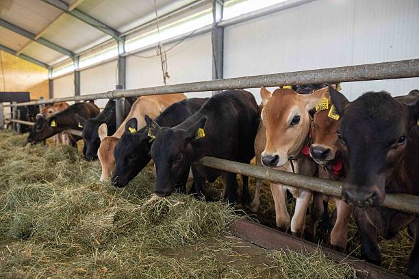 istock Cows eating hay indoors 2206104735