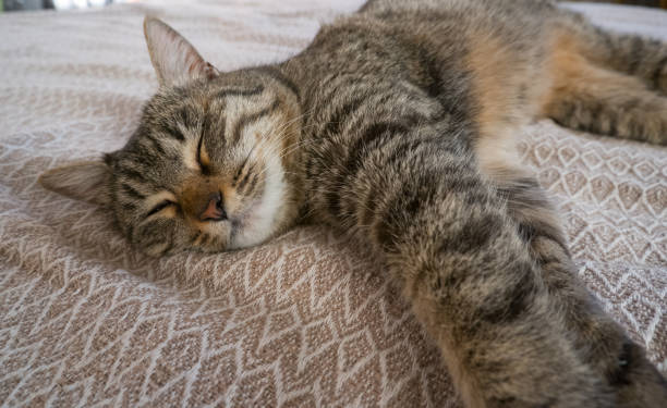 istock A young gray cat sleeps relaxed on the bed at home. 2206106288