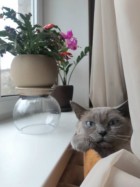 istock Fluffy cat sitting by window and looking 2206106614