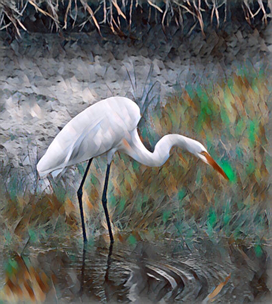 Great Egret along a marsh edge-Hilton Head, South Carolina